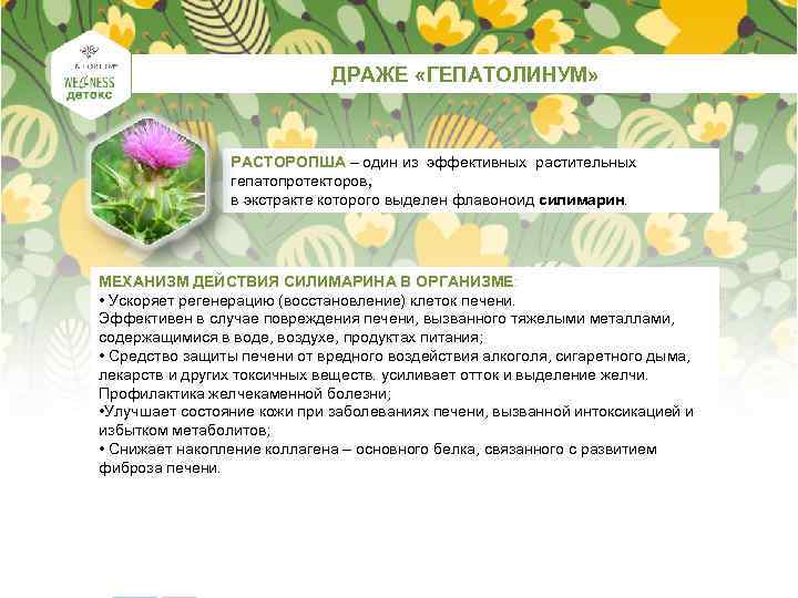ДРАЖЕ «ГЕПАТОЛИНУМ» РАСТОРОПША – один из эффективных растительных гепатопротекторов, в экстракте которого выделен флавоноид