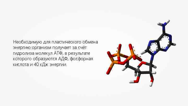 Необходимую для пластического обмена энергию организм получает за счёт гидролиза молекул АТФ, в результате