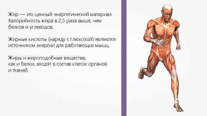 Жир — это ценный энергетический материал. Калорийность жира в 2, 5 раза выше, чем