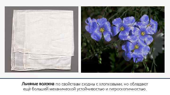 Льняные волокна по свойствам сходны с хлопковыми, но обладают ещё большей механической устойчивостью и