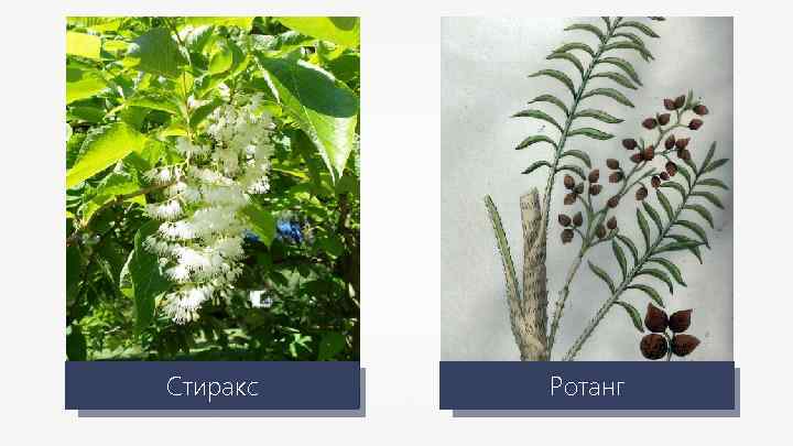 Стиракс Ротанг 