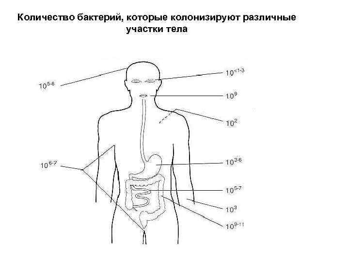 Количество бактерий, которые колонизируют различные участки тела 
