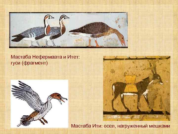 Мастаба Нефермаата и Итет: гуси (фрагмент) Мастаба Ити: осел, нагруженный мешками 