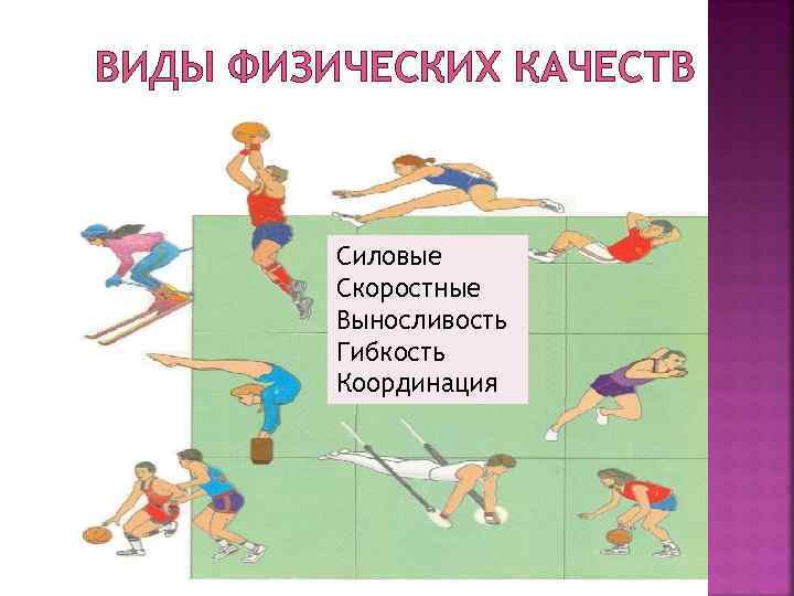 ВИДЫ ФИЗИЧЕСКИХ КАЧЕСТВ Силовые Скоростные Выносливость Гибкость Координация 