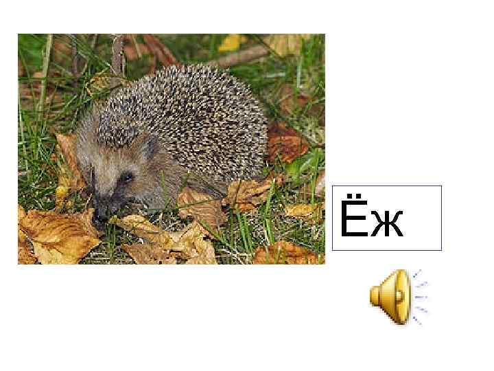 Ёж 