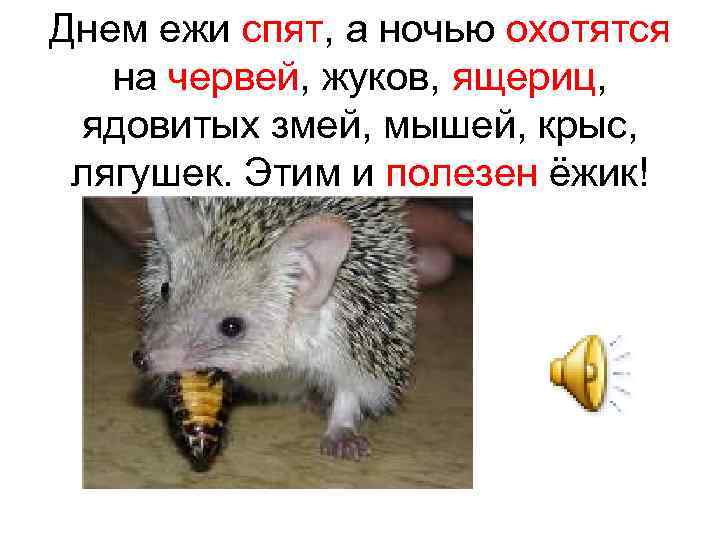 Днем ежи спят, а ночью охотятся на червей, жуков, ящериц, ядовитых змей, мышей, крыс,