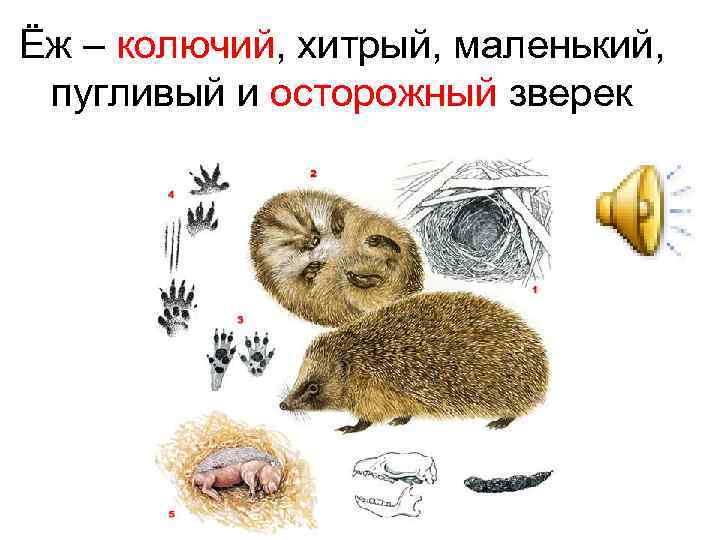 Ёж – колючий, хитрый, маленький, пугливый и осторожный зверек 