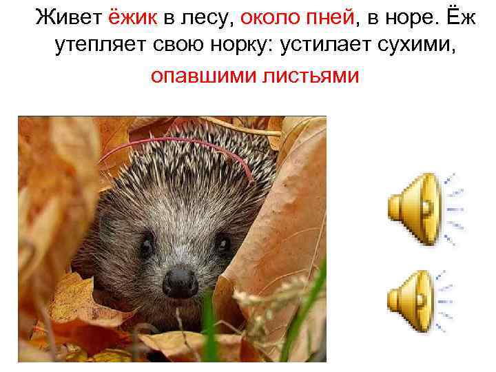 Живет ёжик в лесу, около пней, в норе. Ёж утепляет свою норку: устилает сухими,