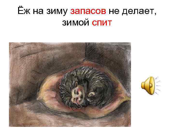 Ёж на зиму запасов не делает, зимой спит 