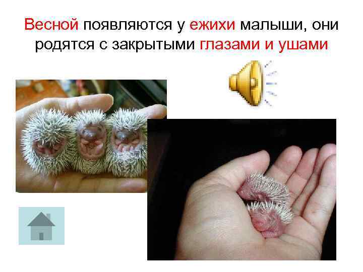 Весной появляются у ежихи малыши, они родятся с закрытыми глазами и ушами 