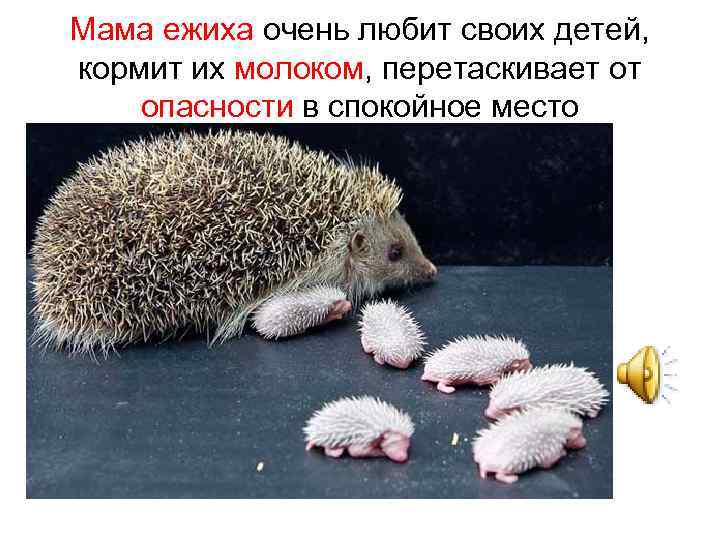 Мама ежиха очень любит своих детей, кормит их молоком, перетаскивает от опасности в спокойное