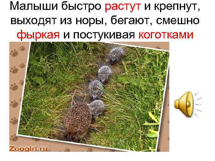 Малыши быстро растут и крепнут, выходят из норы, бегают, смешно фыркая и постукивая коготками