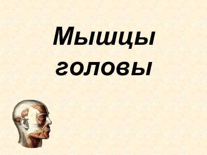 Мышцы головы 