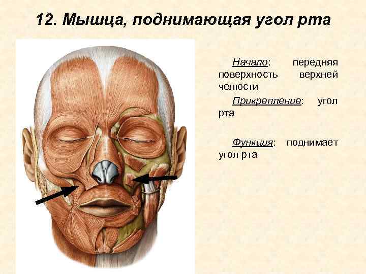 12. Мышца, поднимающая угол рта Начало: передняя поверхность верхней челюсти Прикрепление: угол рта Функция: