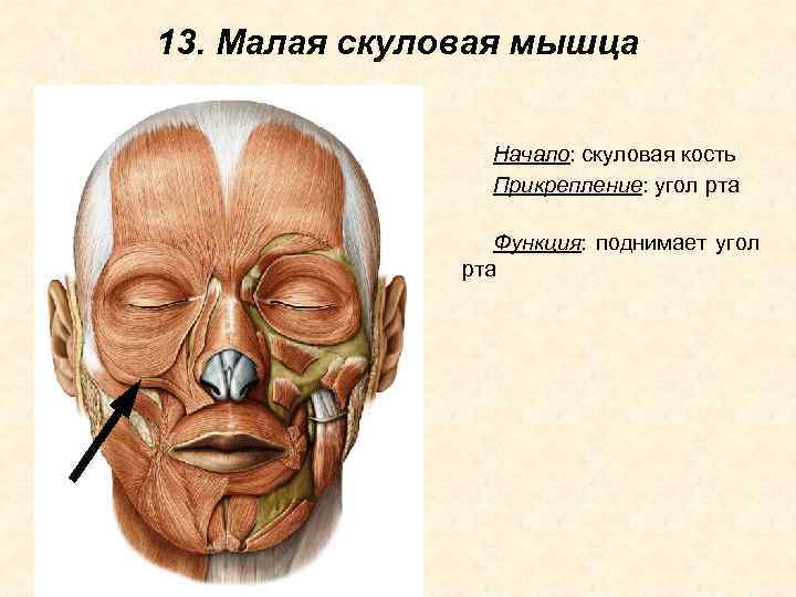 13. Малая скуловая мышца Начало: скуловая кость Прикрепление: угол рта Функция: поднимает угол рта