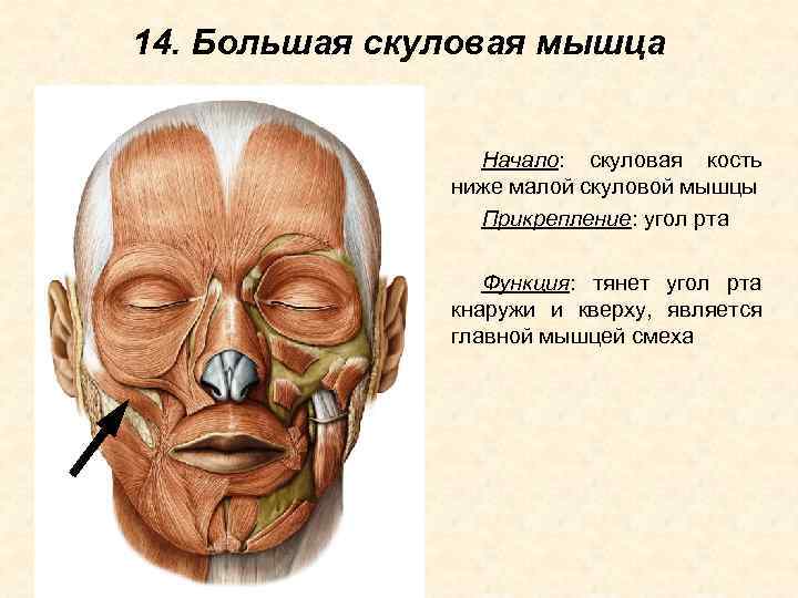 14. Большая скуловая мышца Начало: скуловая кость ниже малой скуловой мышцы Прикрепление: угол рта
