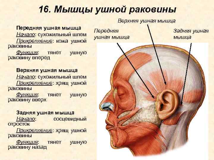 16. Мышцы ушной раковины Верхняя ушная мышца Передняя ушная мышца Начало: сухожильный шлем Прикрепление: