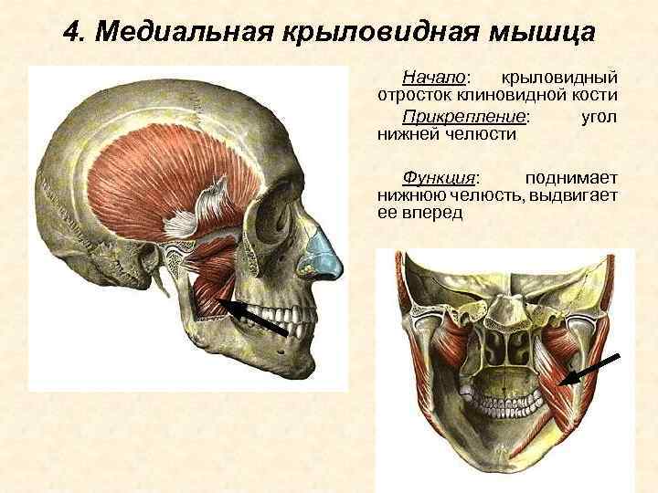 4. Медиальная крыловидная мышца Начало: крыловидный отросток клиновидной кости Прикрепление: угол нижней челюсти Функция: