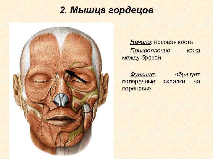 2. Мышца гордецов Начало: носовая кость Прикрепление: кожа между бровей Функция: поперечные переносье образует