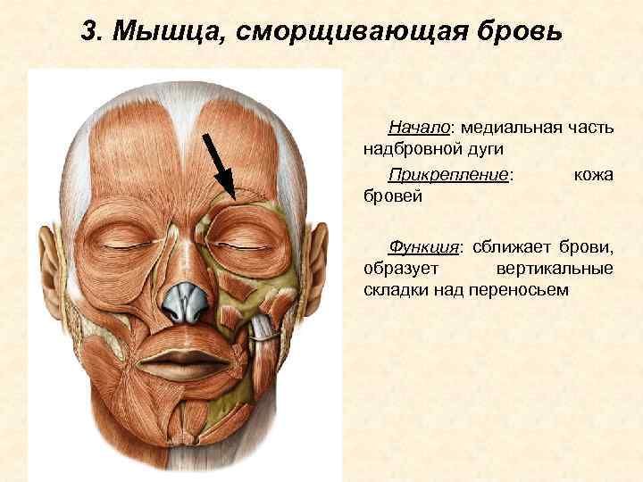 3. Мышца, сморщивающая бровь Начало: медиальная часть надбровной дуги Прикрепление: кожа бровей Функция: сближает