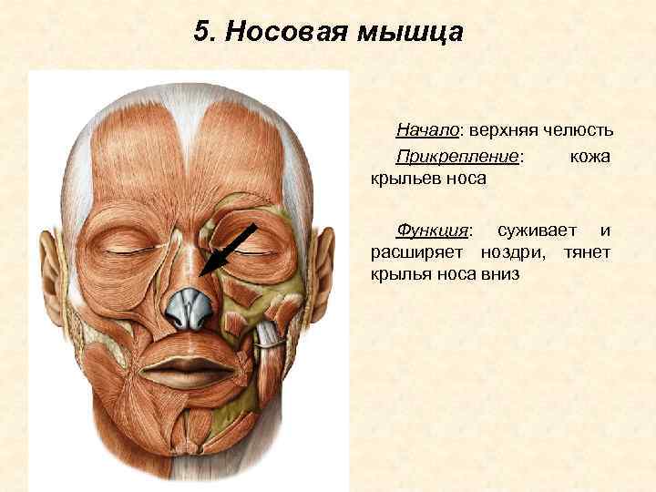 5. Носовая мышца Начало: верхняя челюсть Прикрепление: кожа крыльев носа Функция: суживает и расширяет