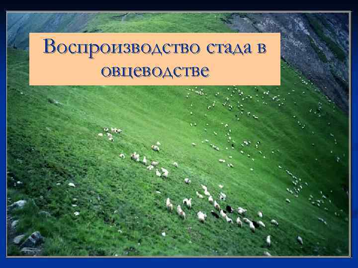 Воспроизводство стада в овцеводстве 