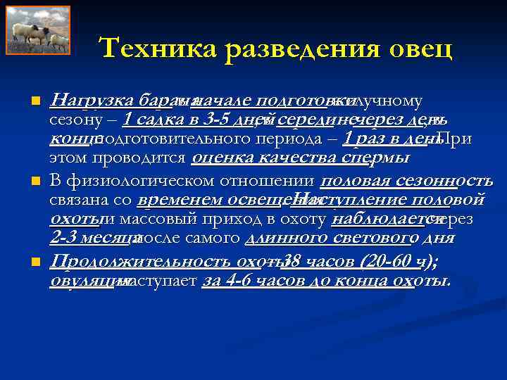 Техника разведения овец n n n Нагрузка барана в начале подготовки к случному сезону