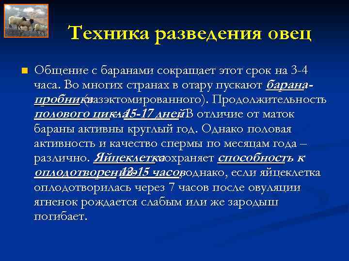 Техника разведения овец n Общение с баранами сокращает этот срок на 3 -4 часа.