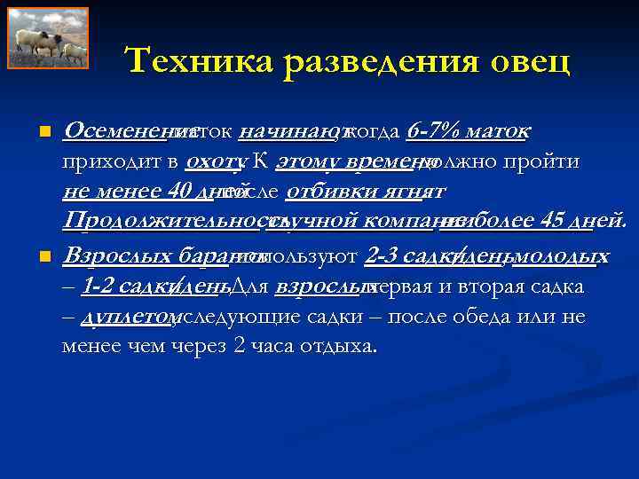 Техника разведения овец n n Осеменение начинаюткогда 6 -7% маток , приходит в охоту.