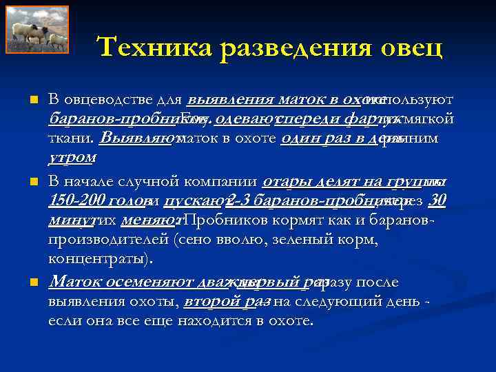 Техника разведения овец n n n В овцеводстве для выявления маток в охоте используют