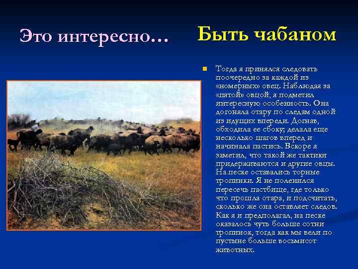 Это интересно… Быть чабаном n Тогда я принялся следовать поочередно за каждой из «номерных»