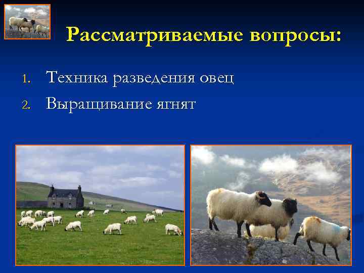 Рассматриваемые вопросы: 1. 2. Техника разведения овец Выращивание ягнят 