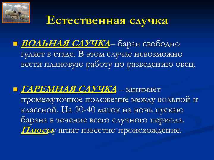 Естественная случка n ВОЛЬНАЯ СЛУЧКА – баран свободно гуляет в стаде. В этом случае