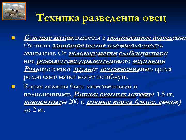 Техника разведения овец n n Суягные матки нуждаются в полноценном кормлении. От этого зависитразвитие