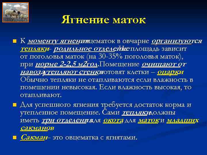 Ягнение маток n n n К моменту ягнения овцематок в овчарне организуются тепляки– родильное