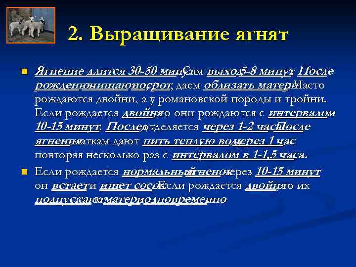 2. Выращивание ягнят n n Ягнение длится 30 -50 минут выход минут. После. Сам