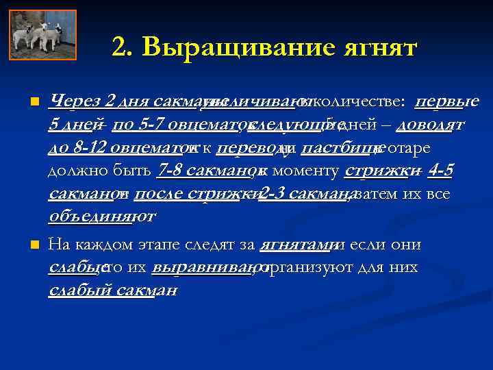 2. Выращивание ягнят n n Через 2 дня сакманы увеличиваютколичестве: первые в 5 дней
