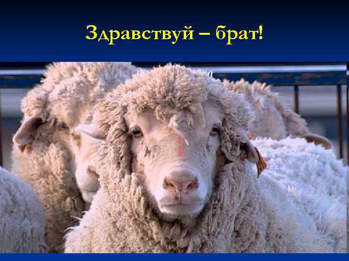 Здравствуй – брат! 