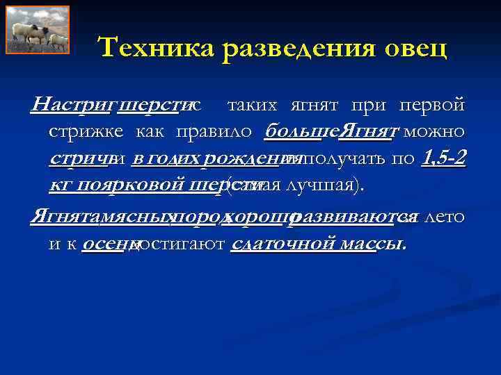 Техника разведения овец Настриг шерстис таких ягнят при первой стрижке как правило больше. Ягнят