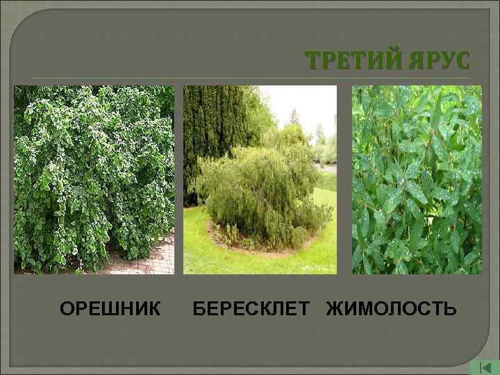 ТРЕТИЙ ЯРУС ОРЕШНИК БЕРЕСКЛЕТ ЖИМОЛОСТЬ 