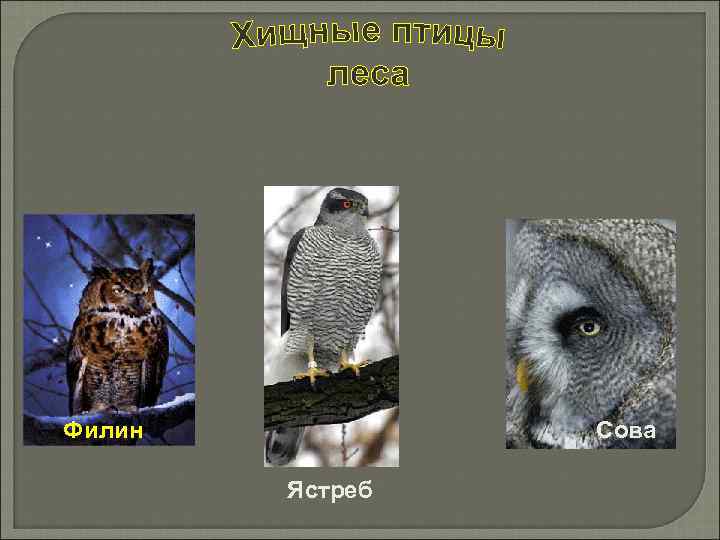 Филин Сова Ястреб 