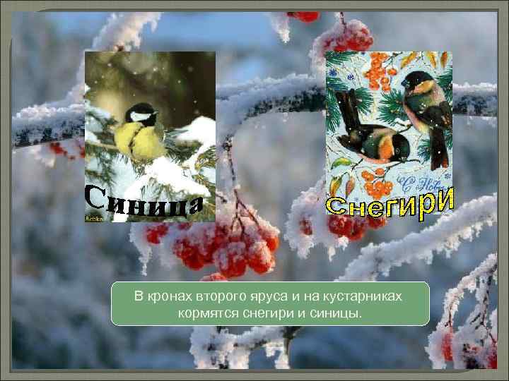 В кронах второго яруса и на кустарниках кормятся снегири и синицы. 
