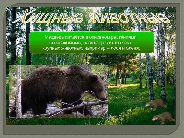 Медведь питается в основном растениями и насекомыми, но иногда охотится на крупных животных, например