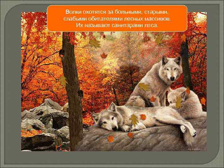 Волки охотятся за больными, старыми, слабыми обитателями лесных массивов. Их называют санитарами леса. 