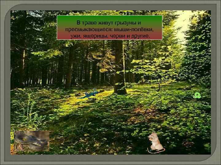 В траве живут грызуны и пресмыкающиеся: мыши-полёвки, ужи, ящерицы, черви и другие. 