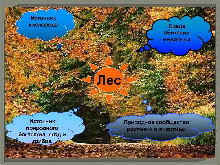 Источник кислорода Среда обитания животных Лес Источник природного богатства: ягод и грибов Природное сообщество