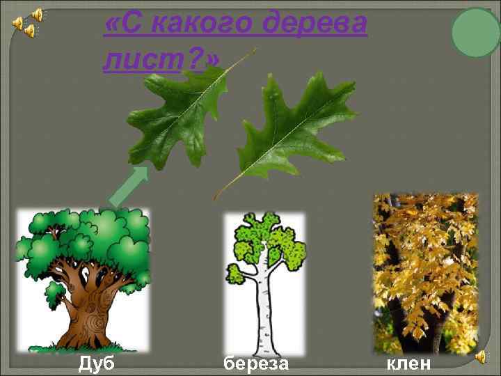 «С какого дерева лист? » Дуб береза клен 