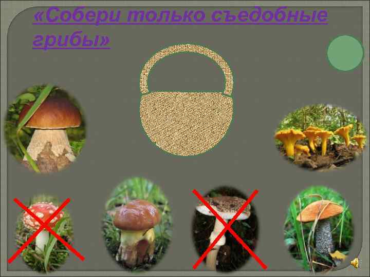  «Собери только съедобные грибы» 