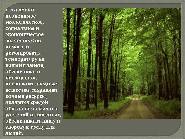 Леса имеют неоценимое экологическое, социальное и экономическое значение. Они помогают регулировать температуру на нашей