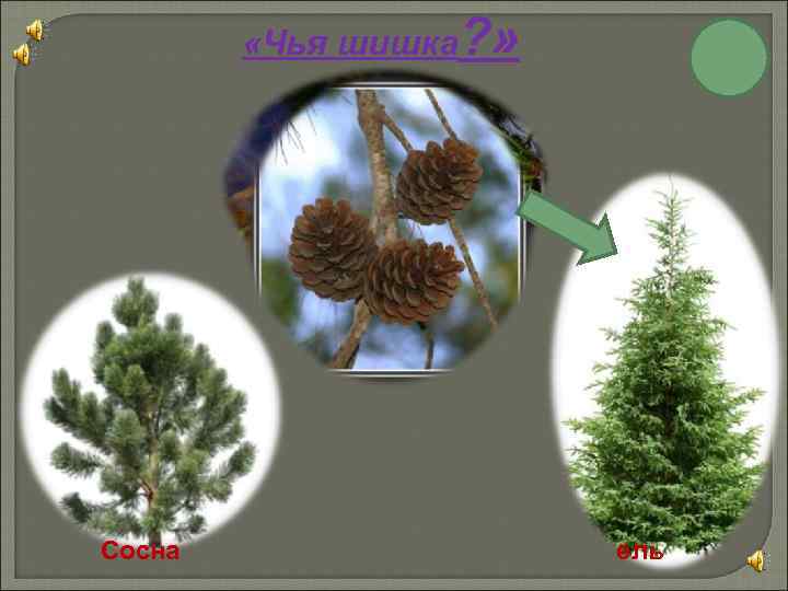  «Чья шишка? » Сосна ель 